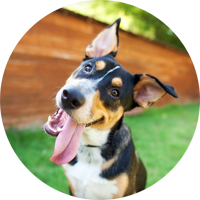 Image icon
