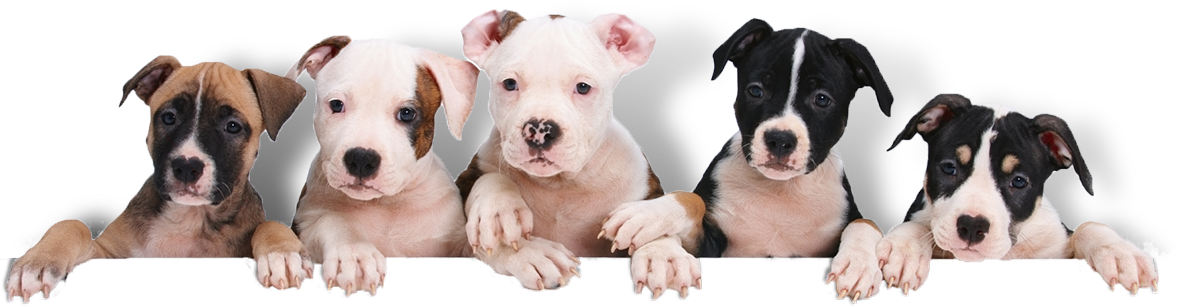 Puppies